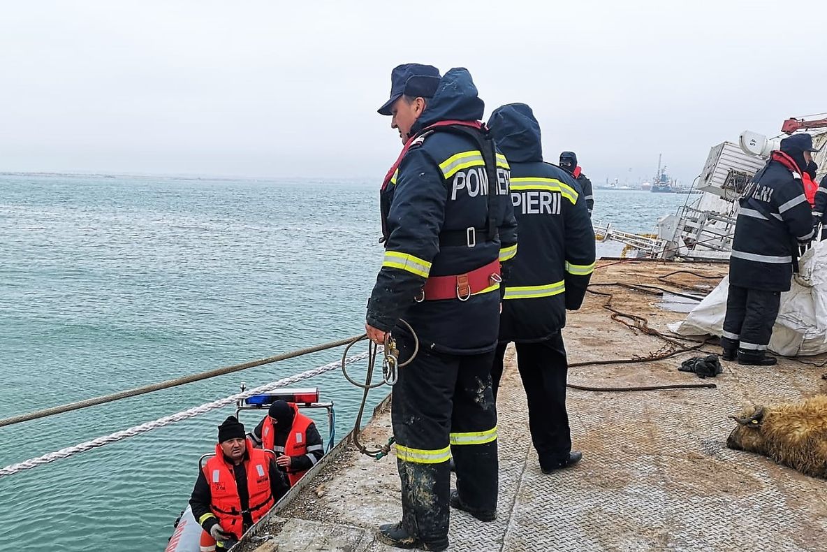 "Apocalipsa oilor" din portul Midia