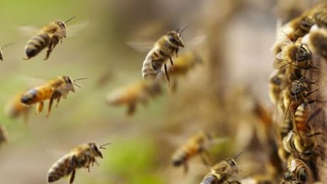 Copil de 3 ani, atacat de un roi de ALBINE! Medicii au scos peste 70 de ace din trupul micuțului - Incident șocant la Botoșani