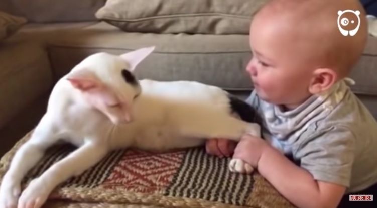 Au înlemnit de spaimă când copilul a tras pisica de picioare. Ce a urmat i-a șocat pe viață!