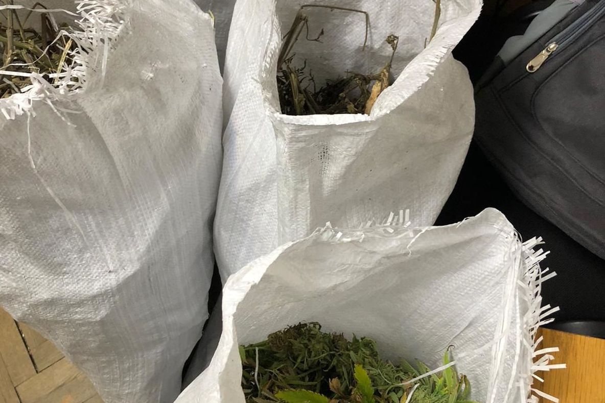 Captură uriașă de cannabis la Iași. Anunțul făcut de autorități 