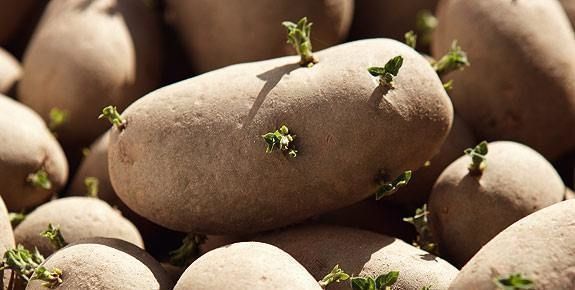Cât de nesănătoşi sunt cartofi încolţiţi. Iată ce substanţă conţin. Nu o să mai mănânci niciodată