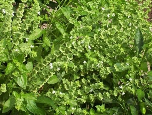 Busuiocul - planta magică. Ce boli poţi vindeca cu ajutorul lui. Sigur nu știai asta