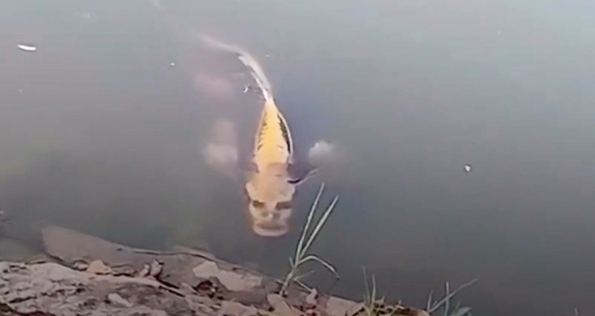 Peștele cu „față umană”, viral pe internet