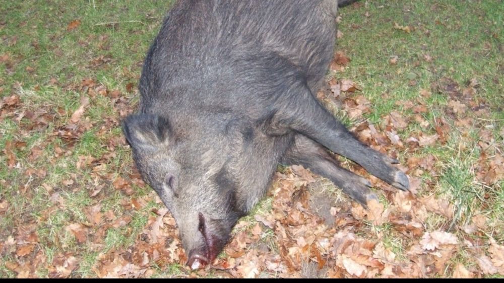 Pesta porcină africană în județul Mureș. Ce decizie s-a luat!