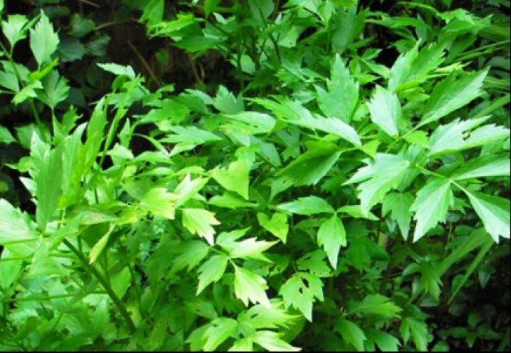 De ce este bine să pui leuştean în ciorbă? Multă lume nu știe acest lucru!