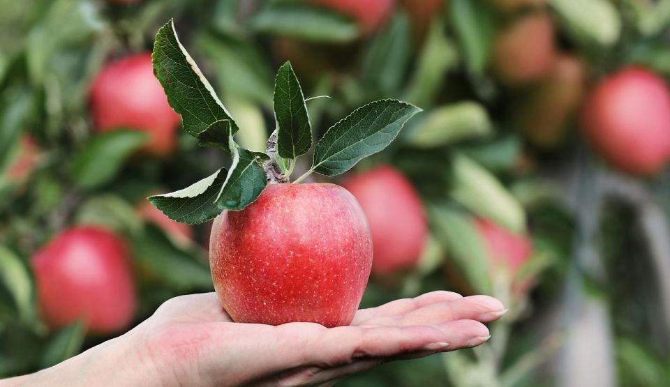 Cum stropești corect pomii fructiferi! Trucul banal prin care vei avea mai multe fructe ca niciodată