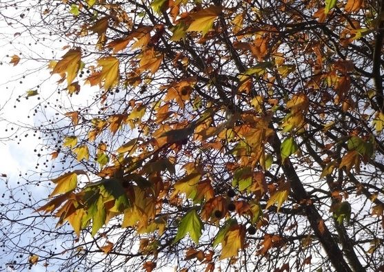 ALERTĂ METEO. Meteorologii au emis cod GALBEN de fenomene extreme