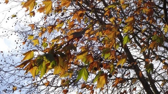 ALERTĂ de fenomene meteo periculoase. Este COD GALBEN de vijelii