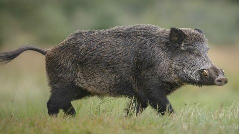 Accident șocant, în Dâmbovița: bărbat rănit grav, după ce un porc mistreț i-a intrat prin parbriz