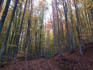 Pădurarii vor primi arme letale. Câte păduri se taie ilegal în România