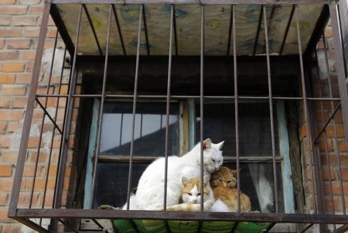 Bloc din Sfântu Gheorghe, invadat de pisici