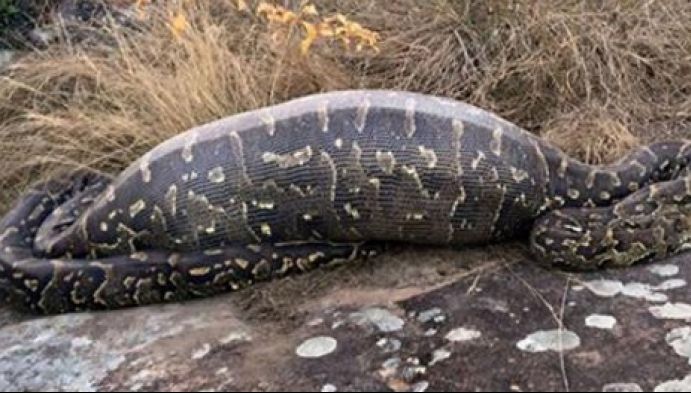 Acest piton a crezut că a dat de prada perfectă. După ce a înghiţit-o, a regretat amarnic. Oribil!