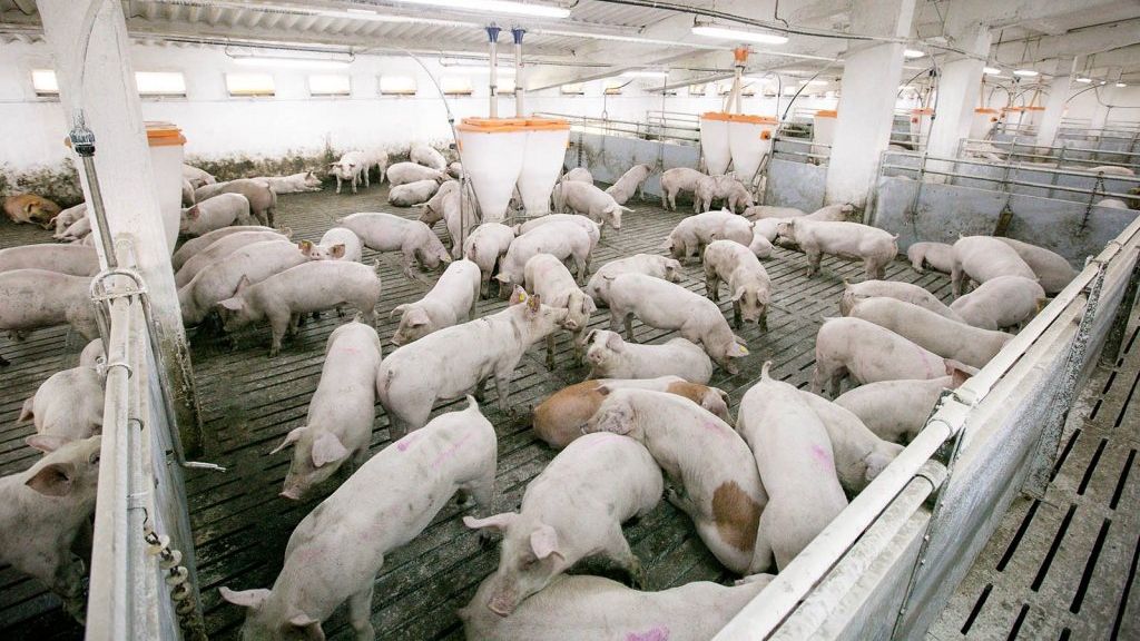 Pesta porcină a ajuns în județul Olt și la mistreții din județul Sibiu