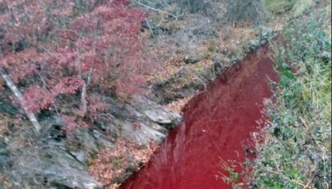 Imagini de coșmar în Coreea de Sud: Apele unui râu s-au înroşit de sânge