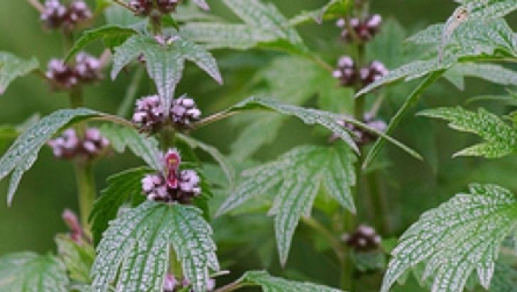 Talpa gâștei face minuni pentru bolnavii de inimă. Iată cum trebuie folosită