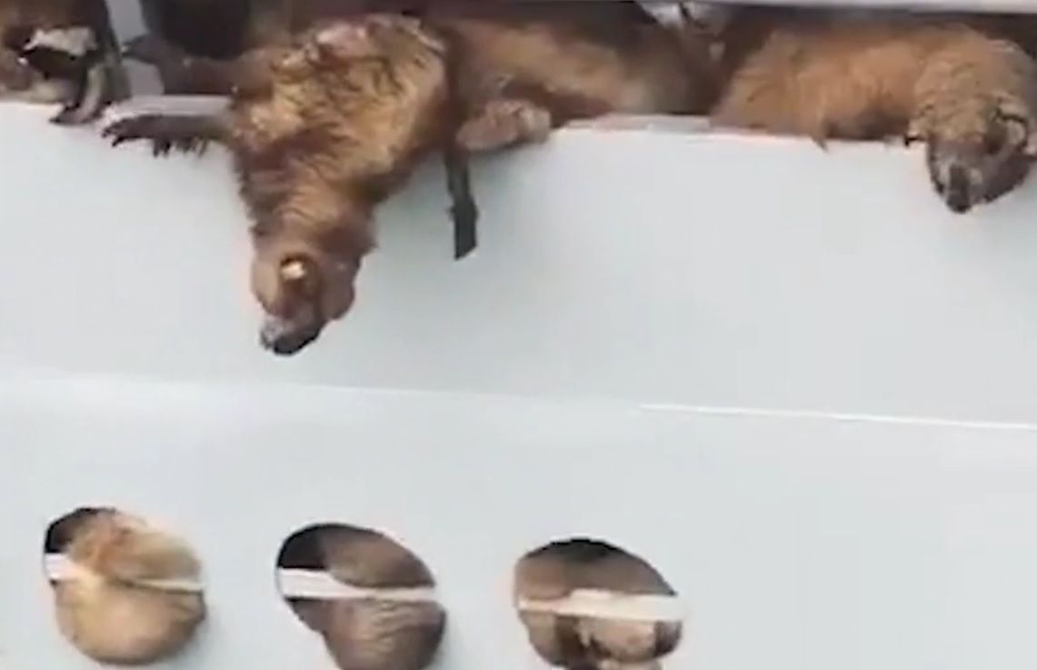 Acuzații grave după tragedia de la Midia: 14.600 de oi condamnate la moarte! Cine e de vină