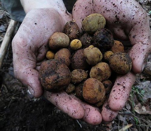 Amendă incredibilă pentru un "traficant" de trufe. Ce i-au scris polițiștii pe procesul-verbal