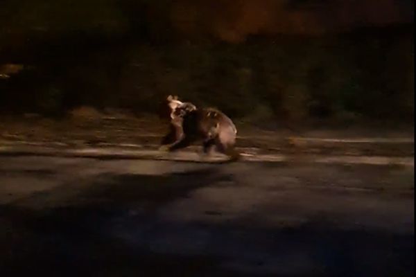 Încă un urs omorât de mașină