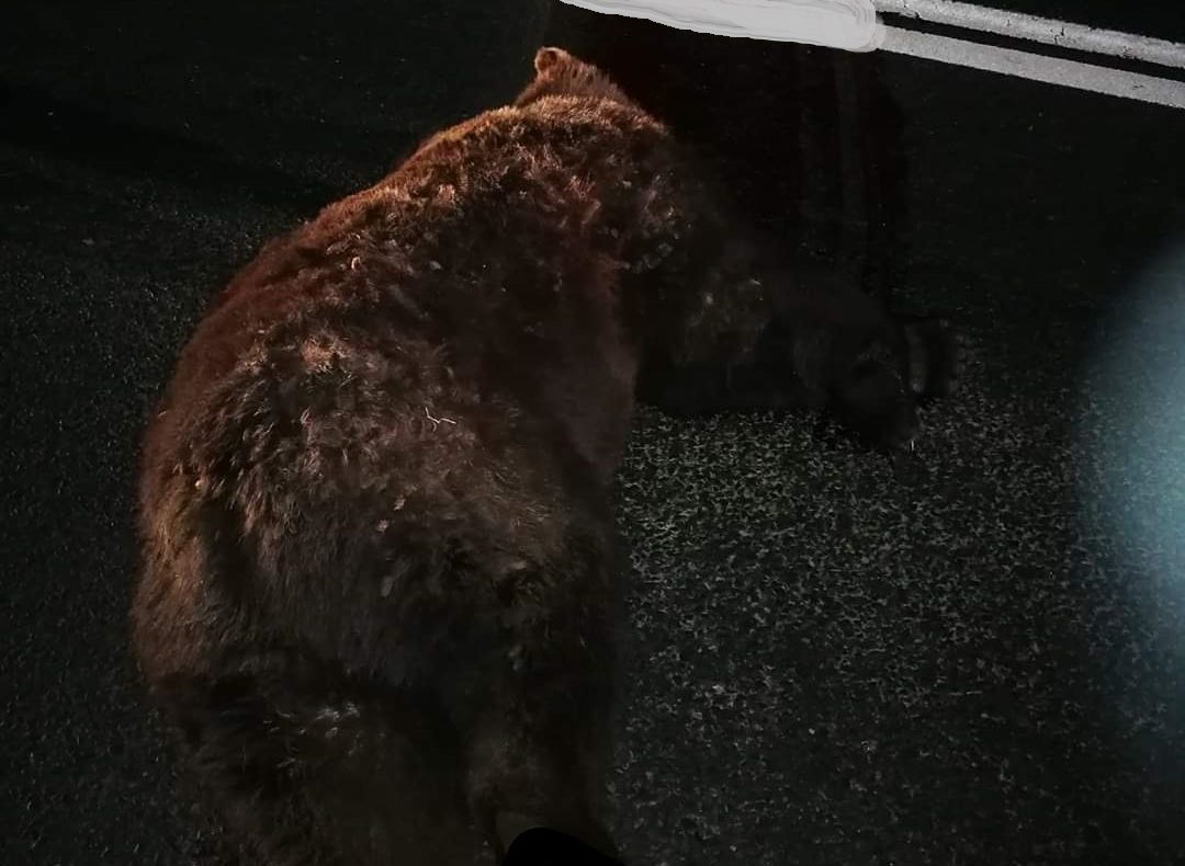 Un nou caz dramatic! Ursoaică lovită mortal de o mașină