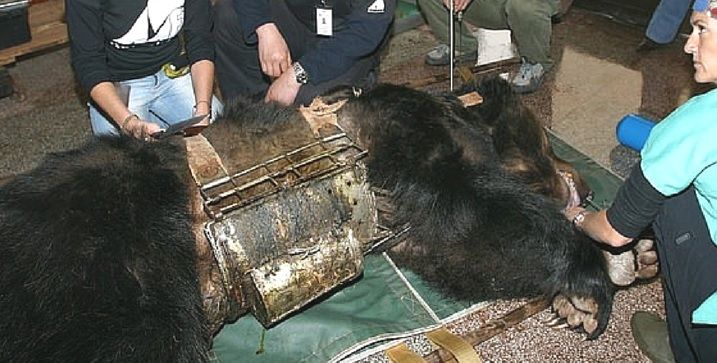 TULBURĂTOR! Un URS a fost silit să stea 9 ani încins într-o vestă de fier. Când l-au eliberat, ŞOC!