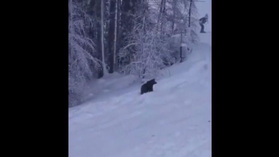 Nici urșii nu mai sunt ce au fost! Iarna nu mai stau în bârlog, ci pe pârtie!