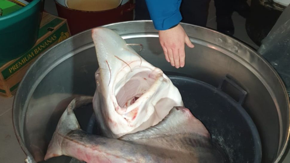 Percheziţii la braconierii din Constanța și Ialomița