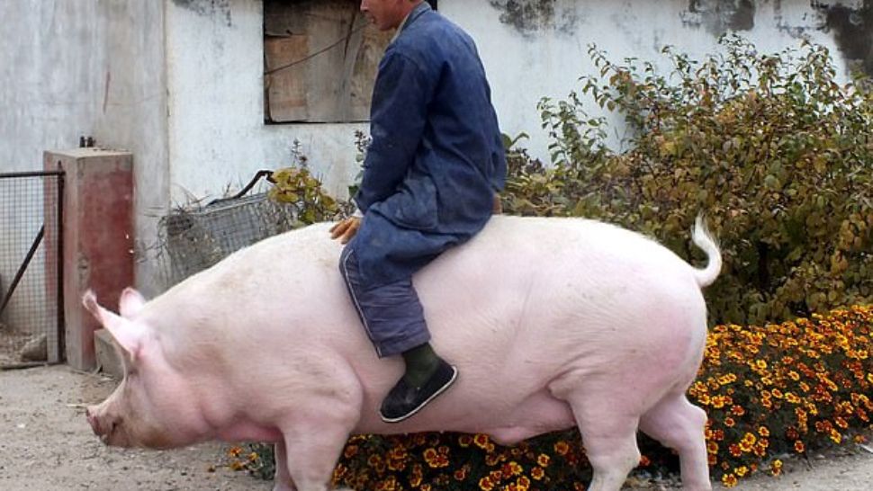 Oamenii de știință chinezi creează "super porci"