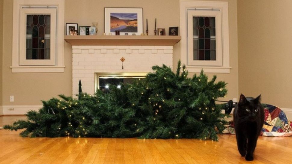 Când Crăciunul poate deveni un coșmar: cum să protejezi bradul de animalele de companie