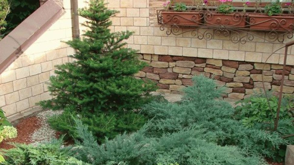 Este sau nu bine să plantezi un brad în curte? Multă lume nu știe! Este mai rău decât credeai