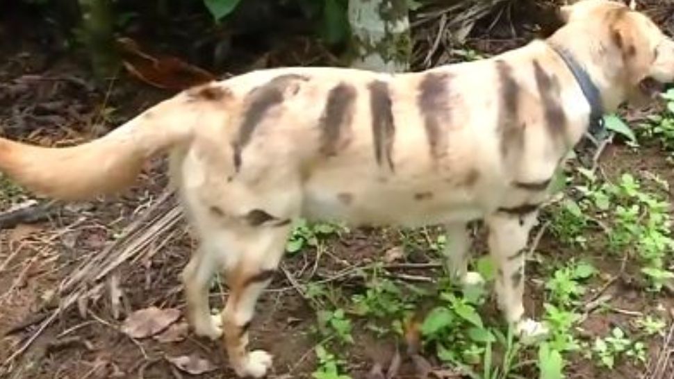 Un bărbat și-a vopsit câinele în tigru