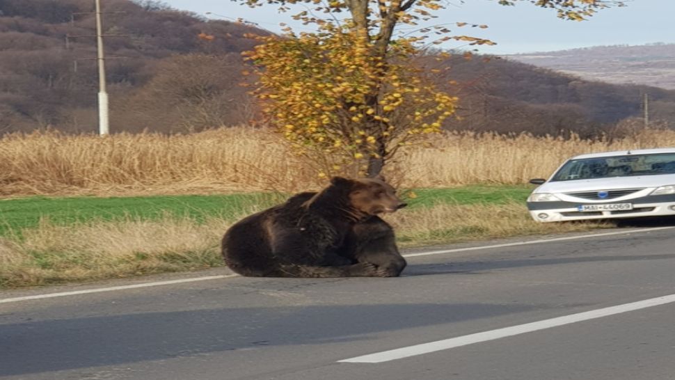 ALERTĂ într-o localitate din Harghita, din cauza unui URS. Locuitorii, avertizați prin Ro-Alert