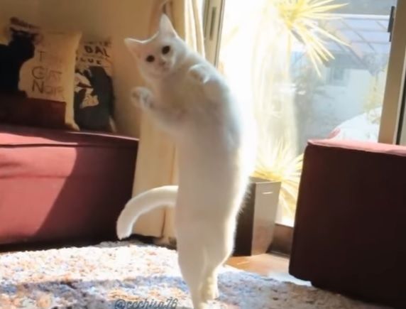 Mirko, motanul dansator, este noua obsesie a internetului. Mişcările lui, fabuloase!