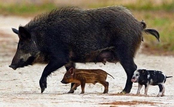 Porcii mistreți și-au făcut din nou simțită prezența pe străzile din Ploiești. Oamenii legi, sesizați