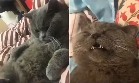 Motanul Casanova. A fost pus pe perfuzii cu glucoză, după ce a scăpat la pisici și s-a împerecheat toată noaptea