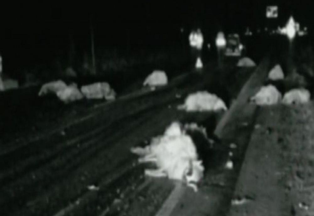 Turmă de oi lovită în plin pe un drum din județ