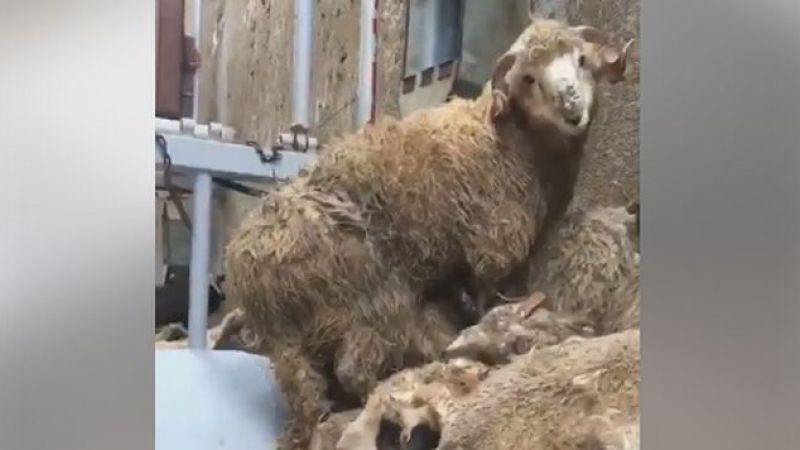 Sfârșit tragic pentru oile salvate de pe vaporul scufundat la Midia