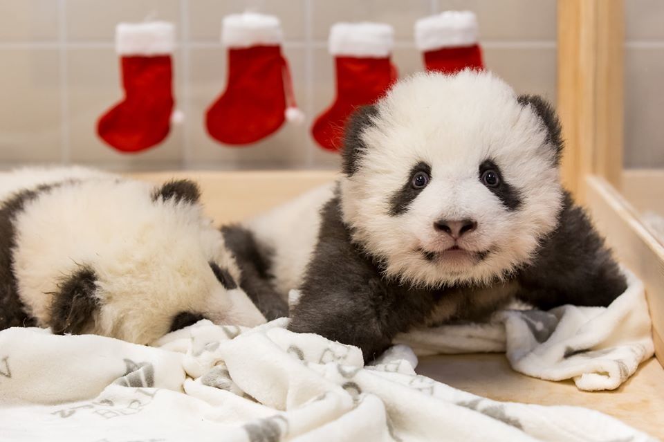 Ursuleții panda gigant din Berlin au fost botezaţi