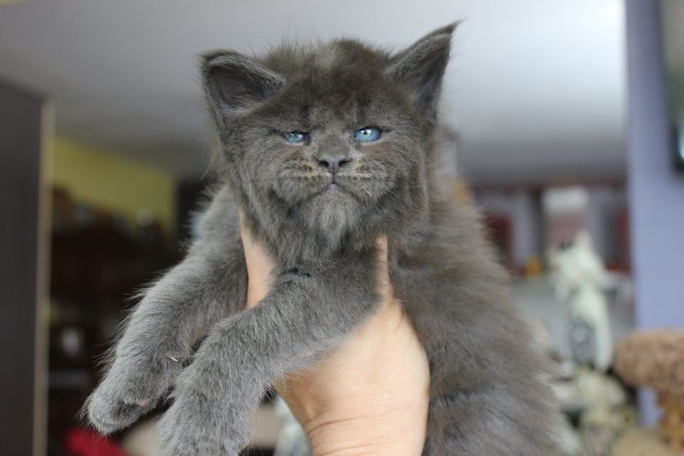 Feline înfricoșătoare! Pisicuțe cu fețe umane, senzație pe internet