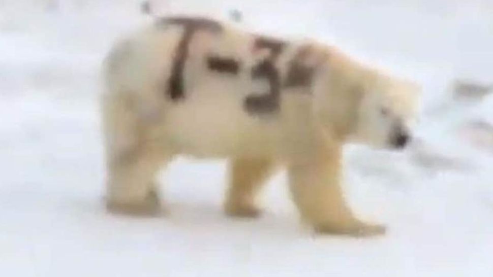 Misterul ursului polar vopsit cu însemnele tancului sovietic T-34