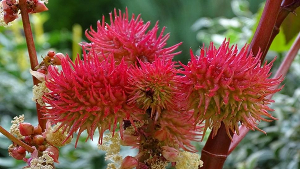 Planta cu "două feţe". Este un adevărat miracol 