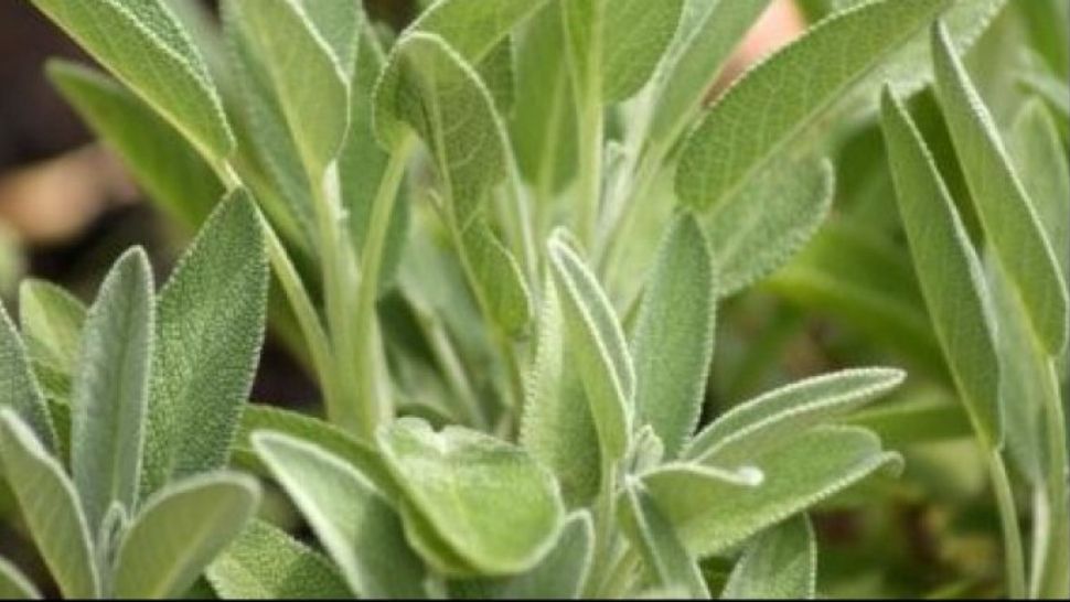 Beneficiile uimitoare ale salviei. Ce afecțiuni tratează?