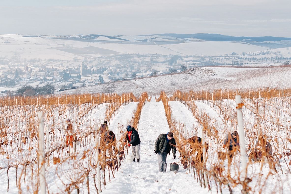 Ultima MODĂ! Vinul din struguri înghețați!