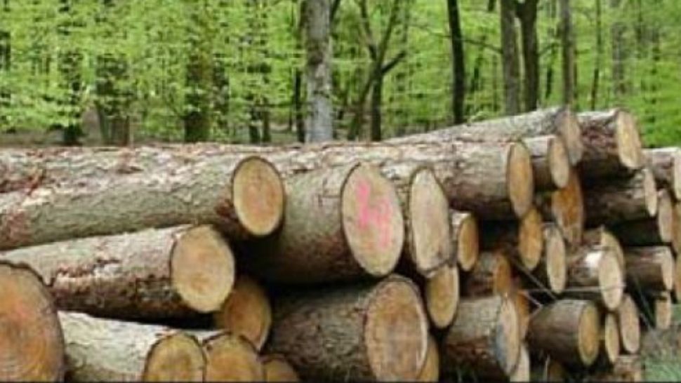 Pădurari din Vrancea, reținuți pentru tăieri ilegale. Câți bani au confiscat polițiștii