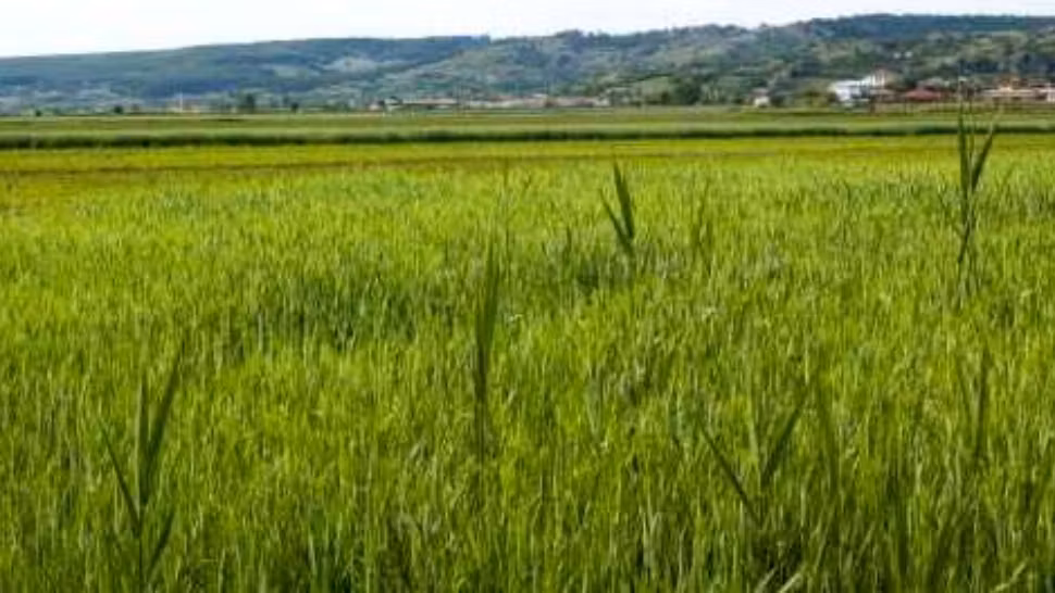 Revoltă totală într-o localitate din Suceava: oamenii îl acuză pe primar că i-a lăsat fără terenurile agricole