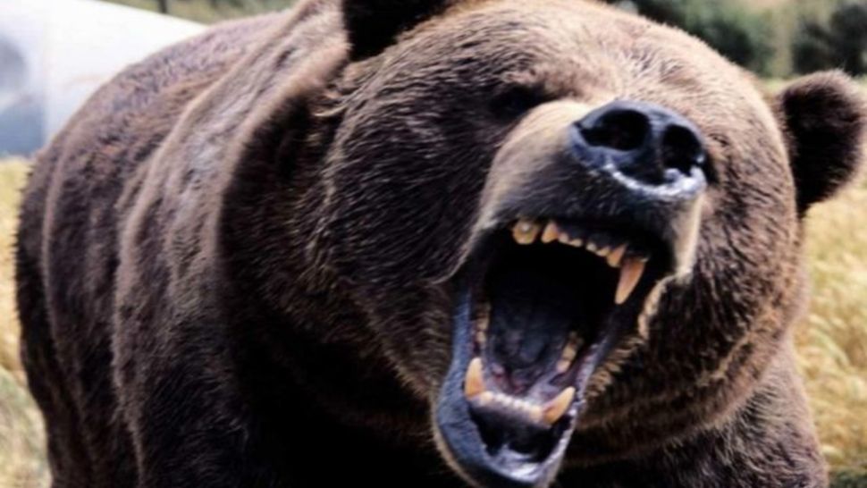 Alertă într-o localitate din Harghita, din cauza unui urs. Avertizare RO-ALERT