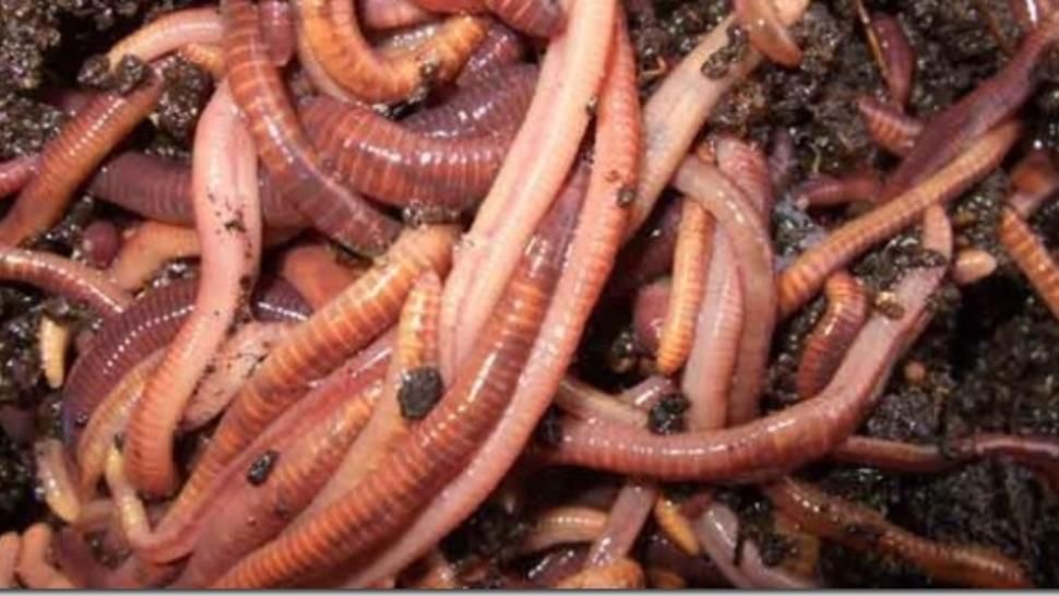 Ideea inedită a unui tânăr din Gorj: afacere cu râme de California 