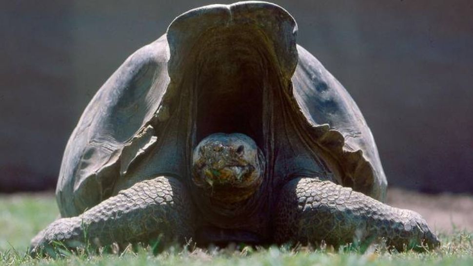 Această broască țestoasă are o viață sexuală mai bună decât a ta