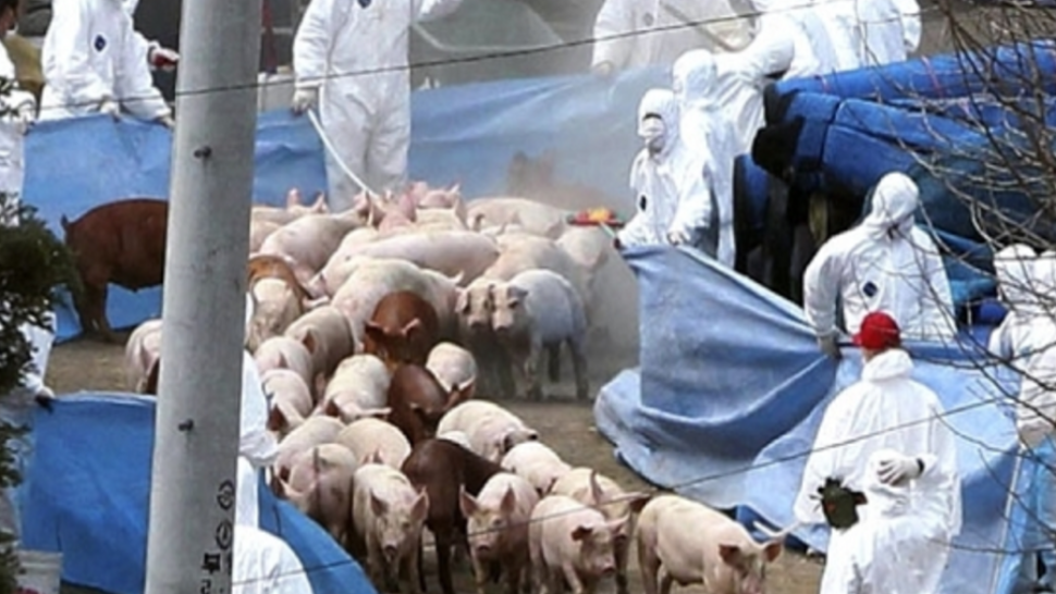 Raport ANSVSA: 626 de focare și 24 de județe cu pestă porcină africană