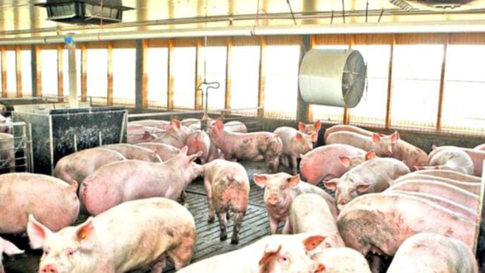  Pesta Porcină Africană a ajuns în București