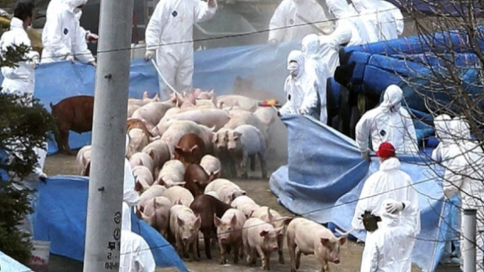 Un nou caz de pestă porcină în județul Covasna. Măsuri de ultim moment